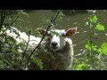 Sheep in Ghent - Schapen in Gent