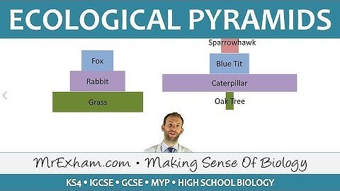 Ecology - Pyramids of Number and Biomass - GCSE Biology (9-1)