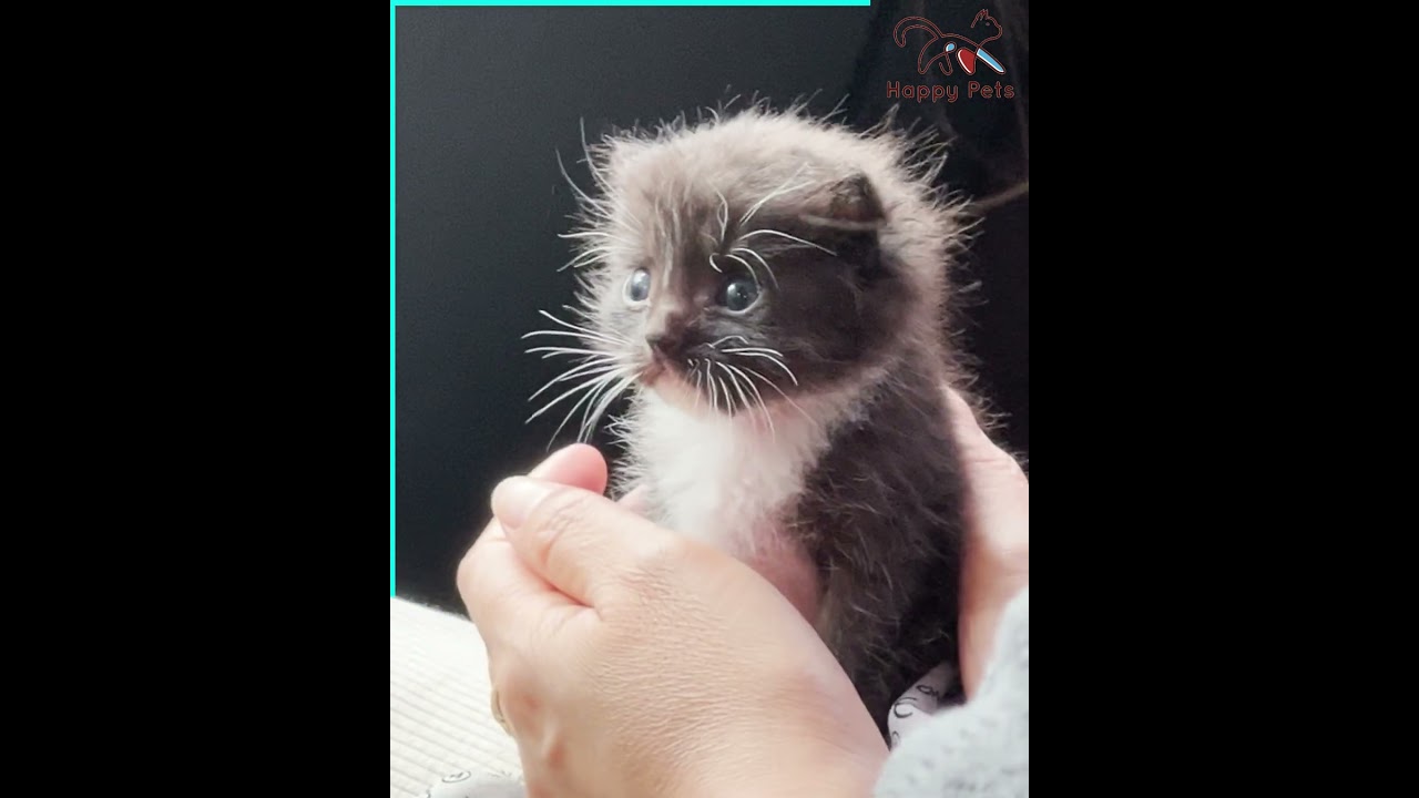 Round Eyes, Tiny Heart: Pure Cat Love! 🥰