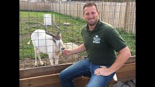 Animal Adventures with Jordan: Addax Antelope