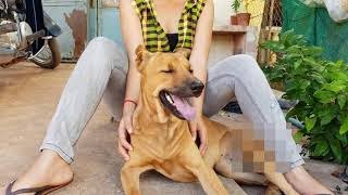CUTE GIRL IS CARESSING THE DOGGY TO MAKE HIM FEEL GOOD