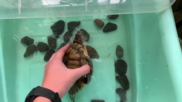 Review rùa của mình: tai đỏ,bụng vàng,cổ sọc,common