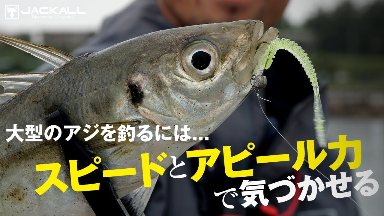 【新潟県/日和山海水浴場】大型アジを狙って釣る為の知っておくべき必釣パターンとは？