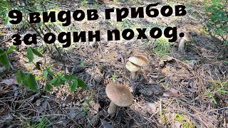 видео: Чёрные и обычные лисички, маслята, рыжики, волнушки, белые, подберёзовики и красноголовики в августе картинка: Чёрные и обычные лисички, маслята, рыжики, волнушки, белые, подберёзовики и красноголовики в августе