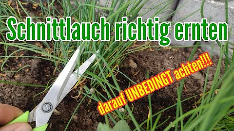 Wo sollte man Schnittlauch abschneiden?