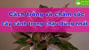 Cách trồng và chăm sóc cây cảnh trong chậu đúng cách nhất