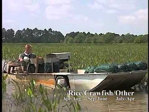 Louisiana Crawfish and Rice Farm - America's Heartland 