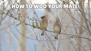 Cedar Waxwing Courtship (No narration, all waxwing!)