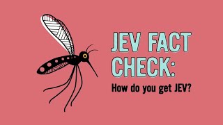 Japanese encephalitis virus (JEV) – How do you get JEV?