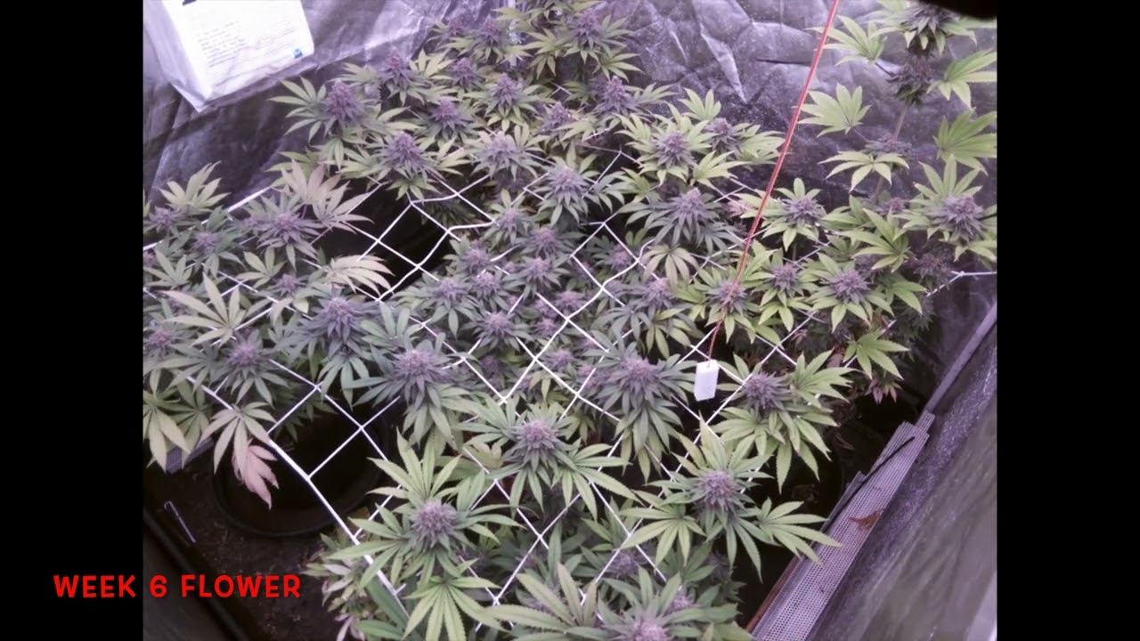 Week 6 flower Mimosa Evo X Orange Punch