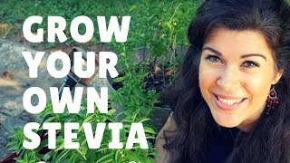 Grow, Harvest, and Process Your Own Stevia - The Best Natural Sweetener