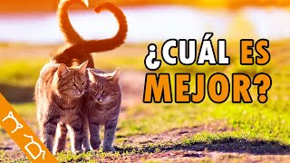 ¿Gato O Gata? Conoce Sus Principales Diferencias ¿Cuál Es Mejor Elegir? by Colitas a la Derecha - By Danny 615 views 1 month ago 3 minutes, 59 seconds