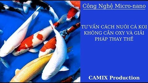 Tư vấn cách nuôi cá koi không cần oxy và giải pháp thay thế