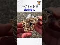 マグネットで水中探し