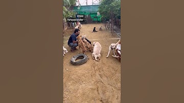 Help #paralyseddog #vosah