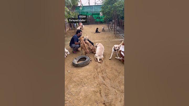 Help #paralyseddog #vosah