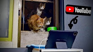 I showed YouTube to street cats They stayed up all night