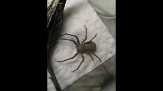 THE SPIDER (PUG) WHO COULDN'T HIDE (WATCH TIL THE END!)