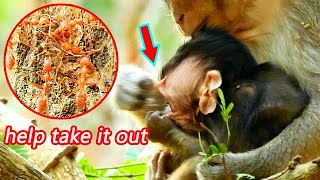 Beg...!! Help me take it out ! Red ants bite hard so hurt | Pity Saki Nanda take out.4667