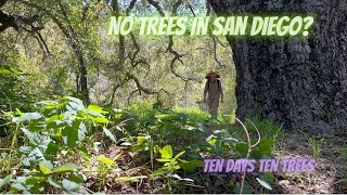 Ten Days Ten Trees: There  are NO Trees in San Diego