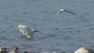 小燕鷗 Little Tern（Sternula albifrons）128
