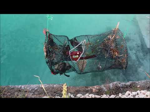​What Happens When You Leave a Fish <strong>Trap</strong> Overnight?