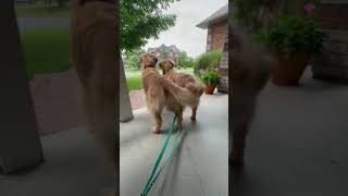 Synchronised tail wags 👯‍♀️ it’s oldly satisfying when their tails line up don’t you think 