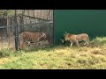 Молодые львы сдружились с тиграми! Тайган Young lions have made friends with tigers! Taigan