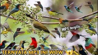 suara pikat burung kecil kombinasi sogon ribut cepat panen di jamin 💯 ampuh MP3