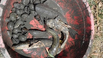 Nhí bẫy rắn || Bơm Ao Xiệt Cá Lóc Khủng Và Những Con Cá Trê Vàng Tươi!