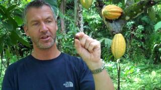 Our curator of herpetology andrew gray shows the cacao tree in costa
rica