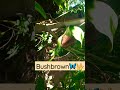 Bushbrown butterfly  shorts  youtubeshorts  wtsp tiktok  viralgulshan sahu 