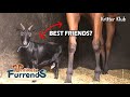 Goat Follows Racehorse Everywhere l Unlikely Furrends Ep 3