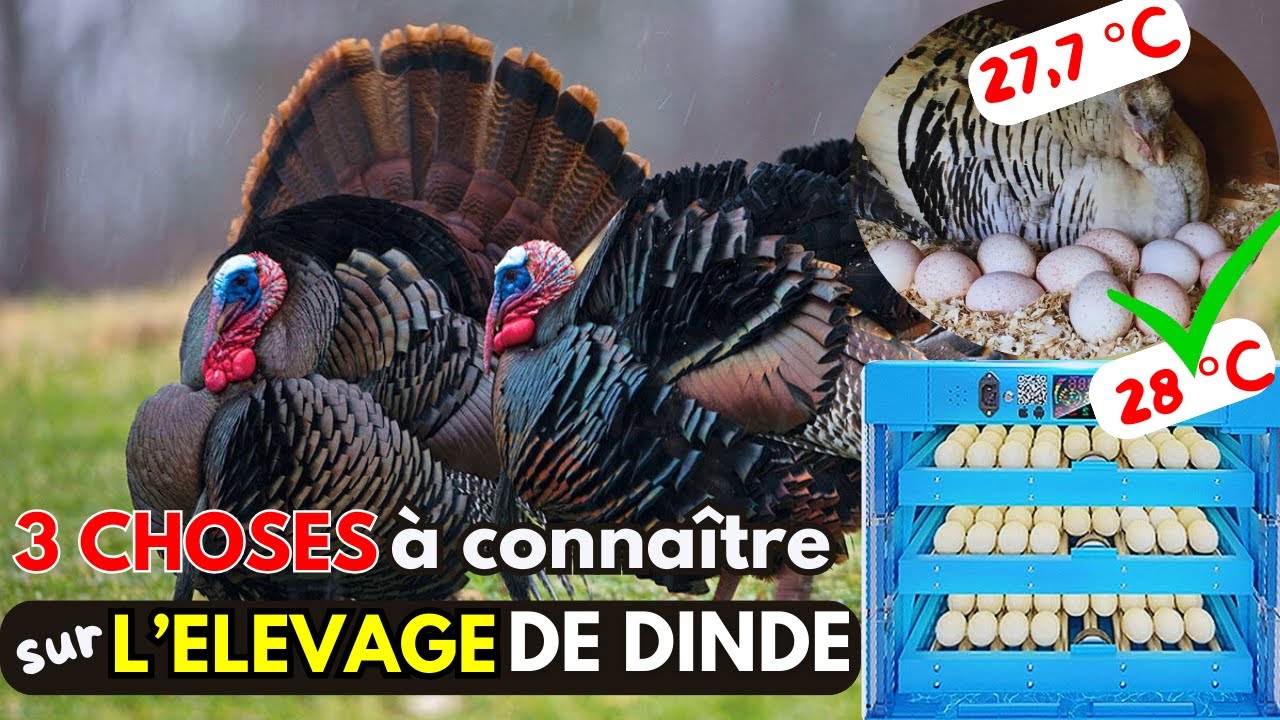 35 Poulets Flingueurs En Caoutchouc – Jouet Catapulte à Doigt, Dindes Volantes Extensibles, Décompression Et Fous Rires Garantis