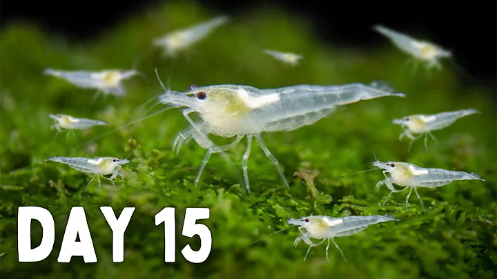 BREEDING Shrimp! How Many in 30 Days? - DayDayNews