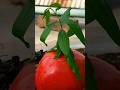 How to grow tree from pomegranate #youtubeshorts #shorts