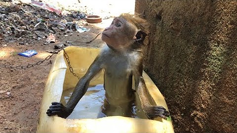 Full video 👈Simi box water ✅ ￼￼￼1k subscribers go help @monkeysimiOfficial