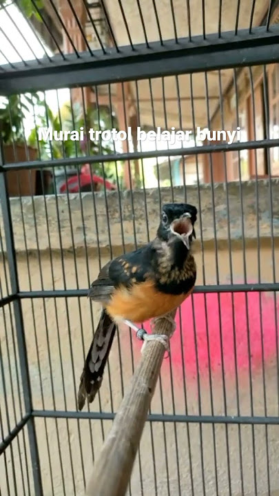 murai trotol belajar bunyi #shorts #viral #fyp