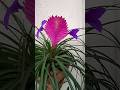 Ref:Qx74AdOTdXM Tillandsia cyanea, a flor � a lil�s e a rosa � uma br�ctea.#tillandsia