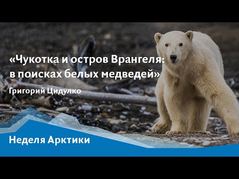 Онлайн-лекция «Чукотка и остров Врангеля: в поисках белых медведей»
