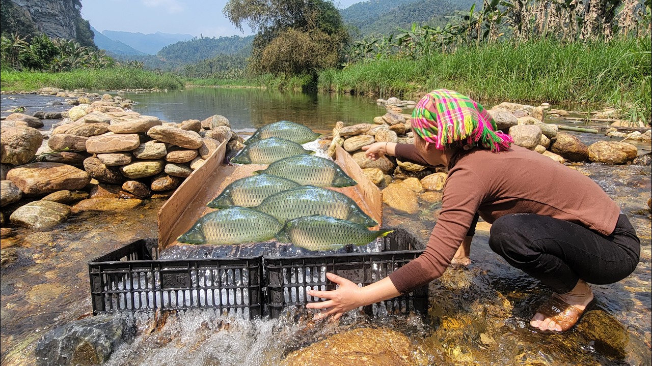 How to catch giant fish. Single mother creates traps from wooden planks ...