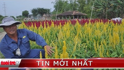 ⚡ Tin mới nhất | Làng hoa Kim Dinh đang vào mùa Tết, hứa hẹn bội thu bạc tỉ