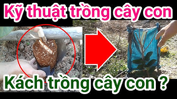 A50. kỹ thuật trồng ổi, cách trồng cây con #CuuHoNongNghiep #CHNN