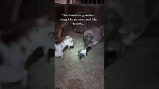 Newborn goat thinks Lily our livestock guardian dog is mom so she had to leave so mom could bond