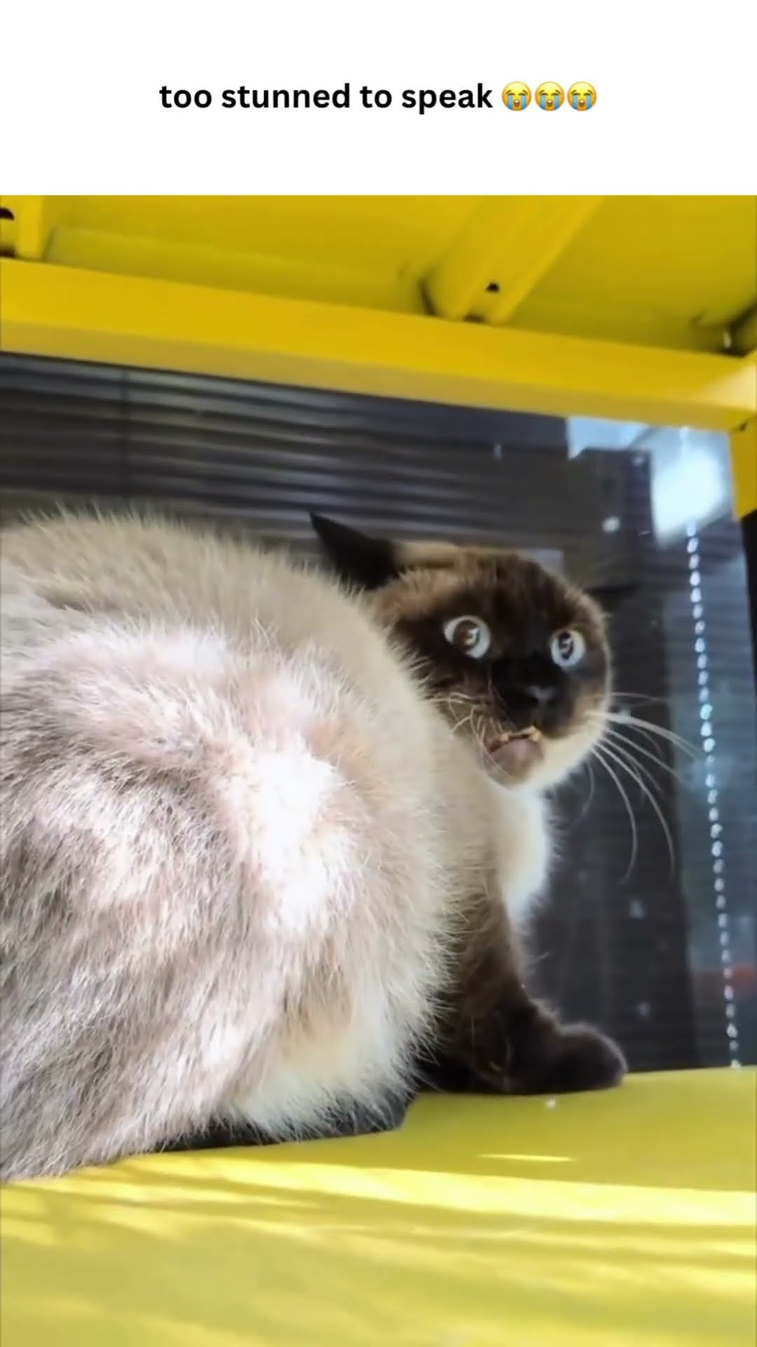 Kittyo just had their mind blown