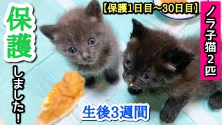 Protected a 3weekold kitten [1st to 30th day of protection]