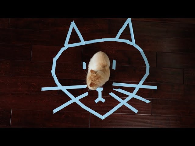 How to trap your cat 