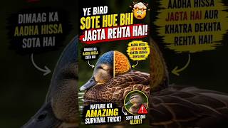 Amazing birds facts#facts#animals #shorts