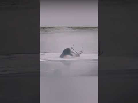 ¡Oso ataca a renos en el río! #shorts