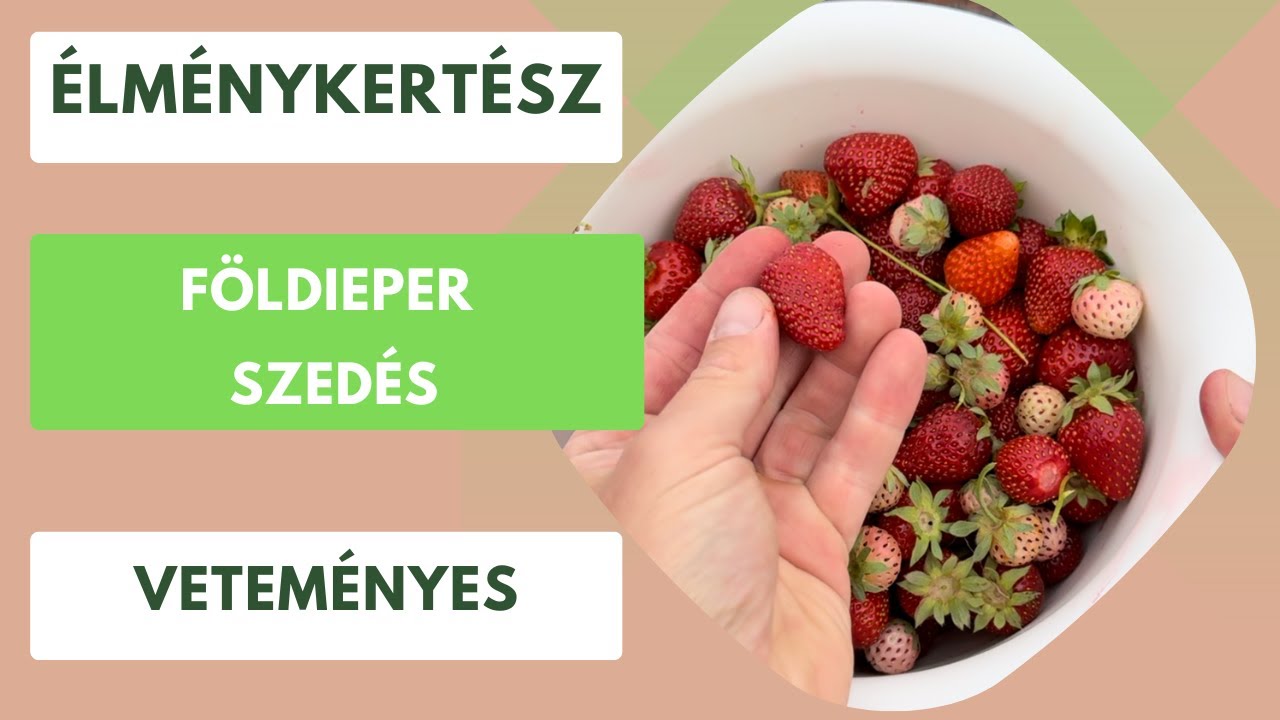 Földieper szüretelés🍓